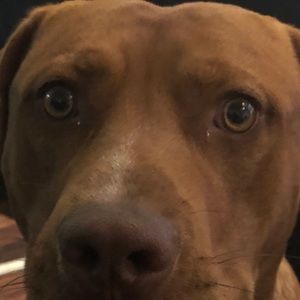 Meet your Posher, Tabitha